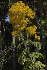 Roldana heracleifolia