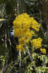 Roldana heracleifolia