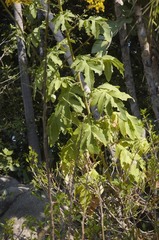 Roldana heracleifolia