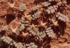 Tribulus astrocarpus