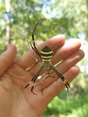 Argiope aetherea