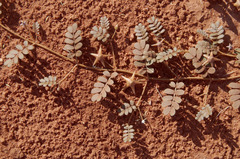 Tribulus astrocarpus