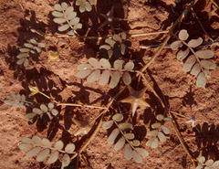 Tribulus astrocarpus
