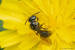 Rhophitulus