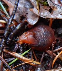 Prophysaon foliolatum