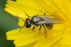 Rhophitulus