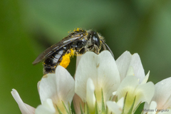 Rhophitulus