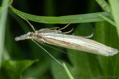 Fernandocrambus