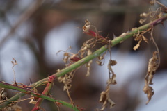 Rose rosette emaravirus