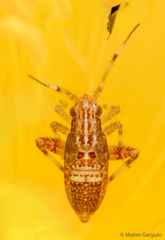 Phytocoris irroratus