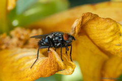 Microcerella chilensis