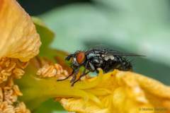 Microcerella chilensis