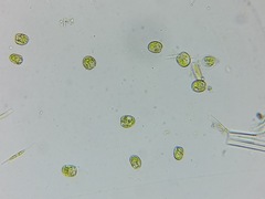 Tetraselmis