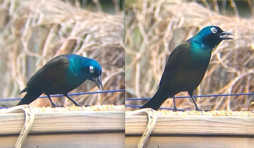 Common Grackle