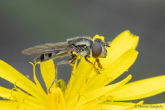 Platycheirus chalconota