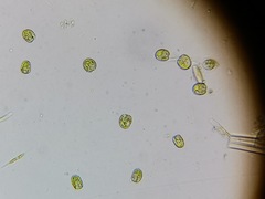 Tetraselmis