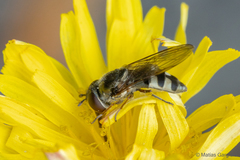 Platycheirus chalconota