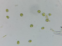 Tetraselmis