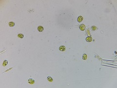 Tetraselmis