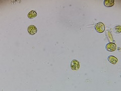 Tetraselmis