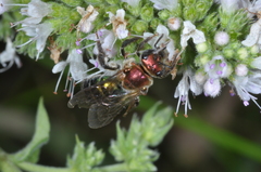 Augochloropsis tupacamaru