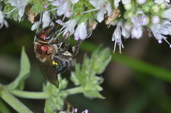 Augochloropsis tupacamaru