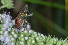 Augochloropsis tupacamaru
