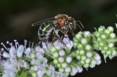 Augochloropsis tupacamaru