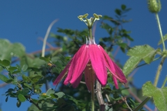 Passiflora sublanceolata