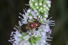 Augochloropsis tupacamaru