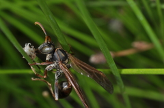 Mischocyttarus drewseni