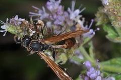 Mischocyttarus drewseni