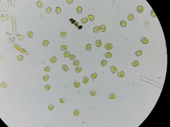 Tetraselmis
