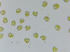 Tetraselmis
