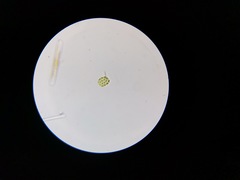 Pseudopediastrum integrum