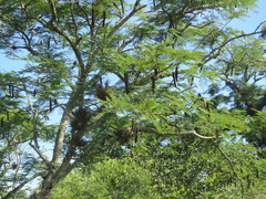 Anadenanthera colubrina