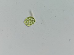 Pseudopediastrum integrum