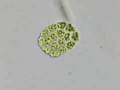 Pseudopediastrum integrum