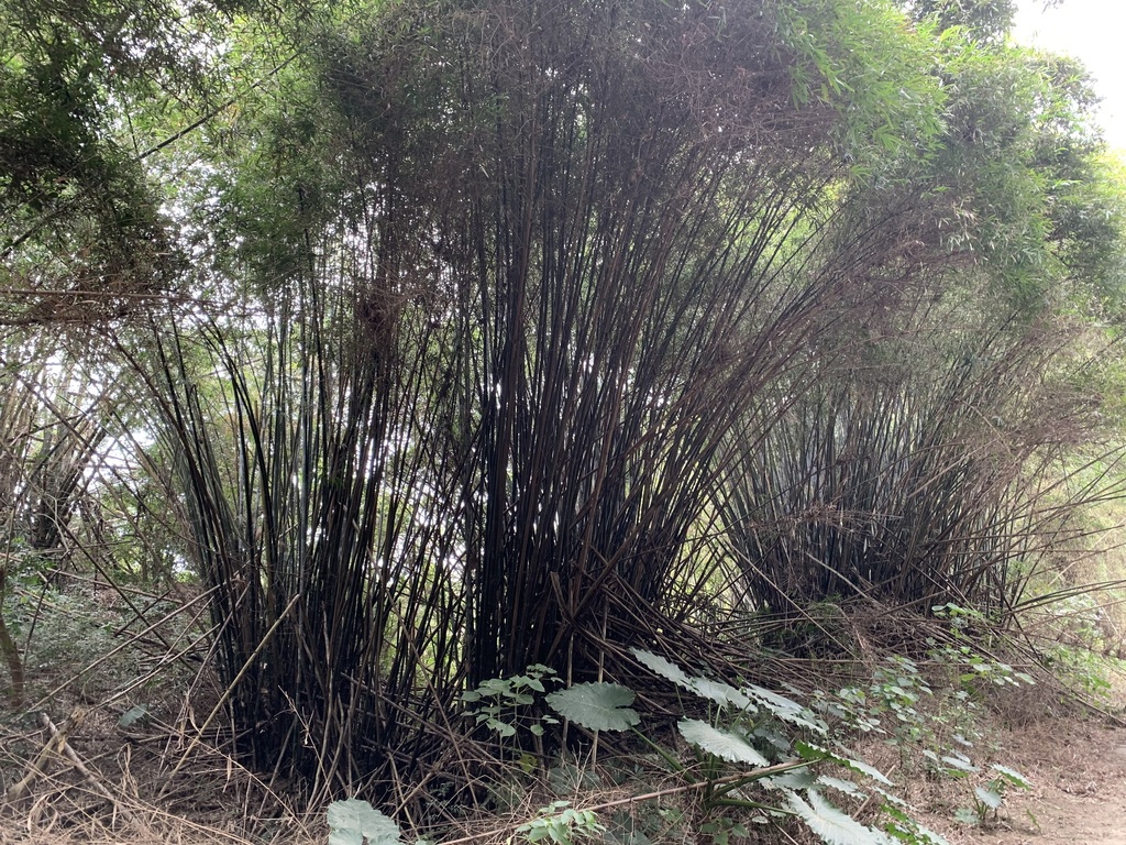 Bambusa utilis
