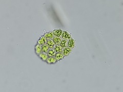 Pseudopediastrum integrum