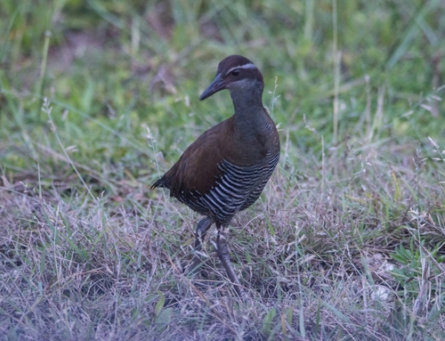Gallirallus owstoni observed 2022-01-17