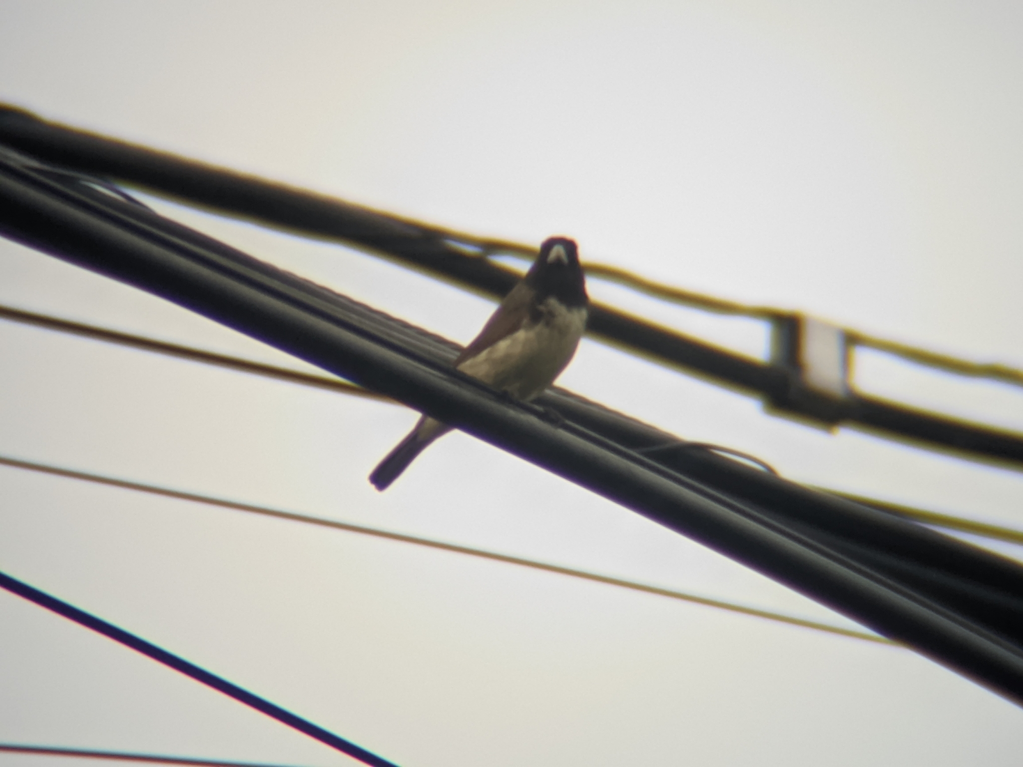 Dubois's Seedeater (Sporophila ardesiaca), photo 10