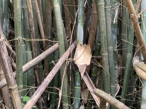 Bambusa utilis