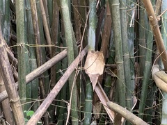 Bambusa utilis