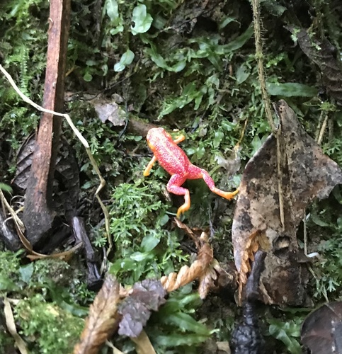 Pumpkin Toadlet, Brachycephalus pitanga