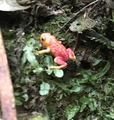 Brachycephalus pitanga