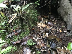 Brachycephalus pitanga