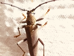 Juiaparus batus