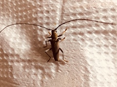 Juiaparus batus