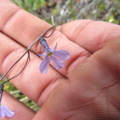 Lobelia tenera